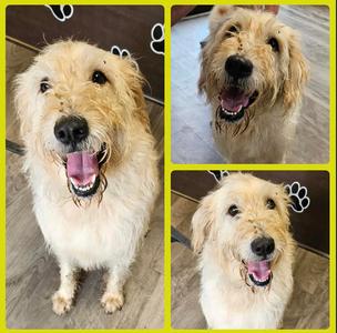 Clarence, Goldendoodle, available for adoption