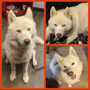 Ghost, Husky, available for adoption