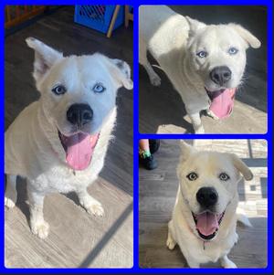 Boone, Husky, available for adoption