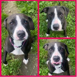 Moo Moo, Terrier (Unknown Type, Medium), available for adoption