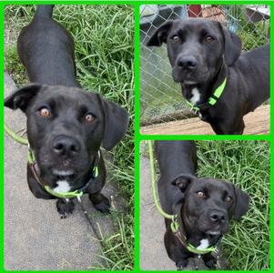 Hattie, Mixed Breed, available for adoption