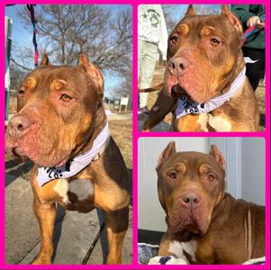 Cinnamon, Pit Bull Terrier, available for adoption