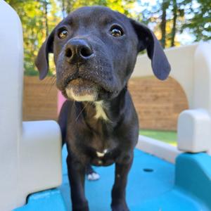 Daisy, Terrier, Pit Bull, puppy, available for adoption