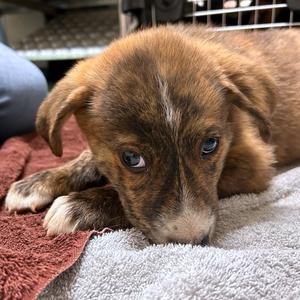 Lilac, Shepherd, Australian, puppy, available for adoption