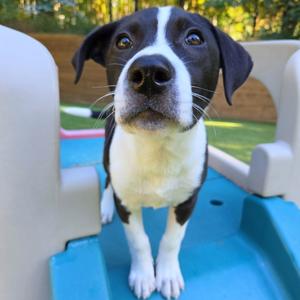 Darla, Terrier, Pit Bull, puppy, available for adoption