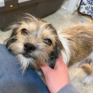 Nadia, Shih Tzu, adult, available for adoption