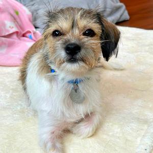 Nadia, Shih Tzu, adult, available for adoption