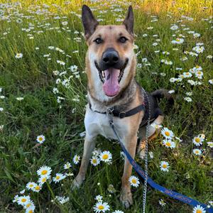 Ace, Shepherd, German, adult, available for adoption