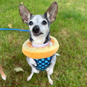 Emma, Chihuahua, senior, available for adoption