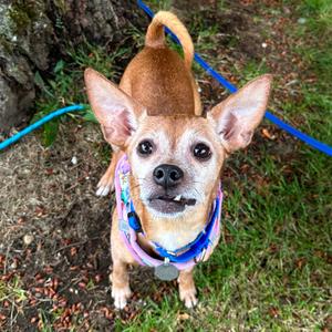 Chloe, Chihuahua, senior, available for adoption
