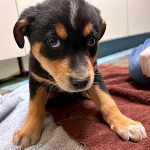 Plumeria, Shepherd, Australian, puppy, available for adoption