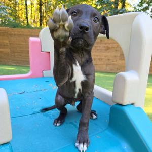 Derek, Terrier, Pit Bull, puppy, available for adoption