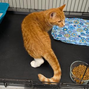 Morris, adult, available for adoption