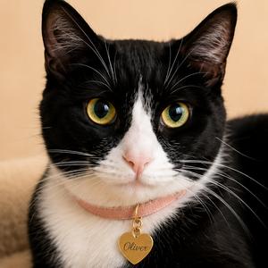 Oliver, adult, available for adoption