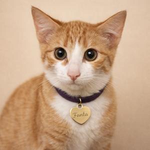 A close-up portrait of an orange and white tabby kitten wearing a purple collar with a gold heart-shaped tag that says "Fanta".