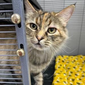Mosaic, adult, available for adoption