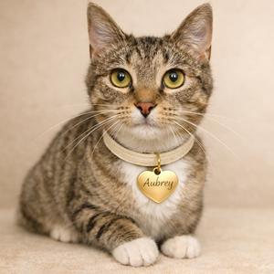 A tabby cat named Aubrey wearing a heart-shaped locket with the name Aubrey on it.