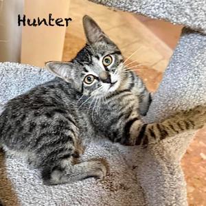 Hunter, kitten, available for adoption