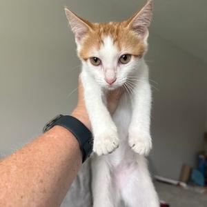 A white and orange cat being held by a person's hand