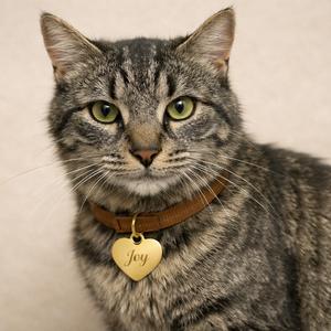 Joy, adult, available for adoption