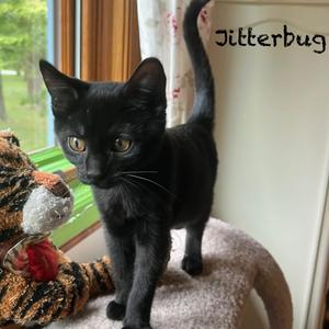 Jitterbug, kitten, available for adoption