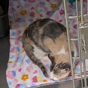 Asher, kitten, available for adoption
