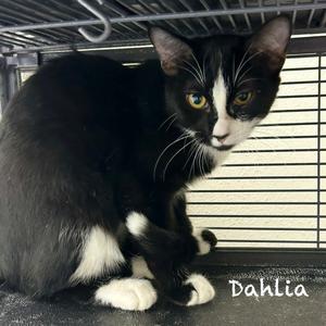 Dahlia, kitten, available for adoption