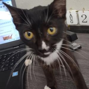 Lilly, kitten, available for adoption