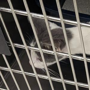 Archie, kitten, available for adoption