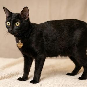 Pixie, adult, available for adoption