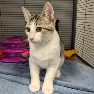 Salsa, adult, available for adoption
