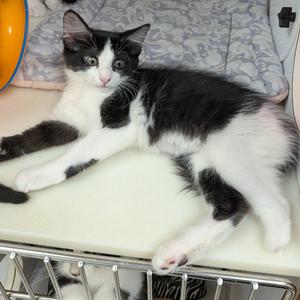Luna, kitten, available for adoption