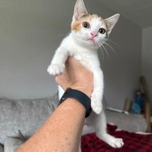 Butterscotch, kitten, available for adoption