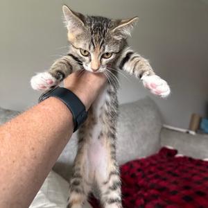 Minni Meow Meow, kitten, available for adoption
