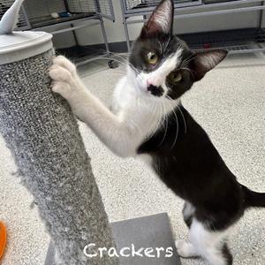 Crackers, kitten, available for adoption