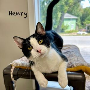 Henry, adult, available for adoption