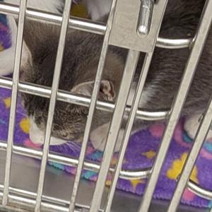 A gray and white cat lying on a purple blanket inside a metal cage.