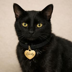Liberty, adult, available for adoption