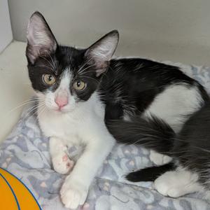 Fern, kitten, available for adoption