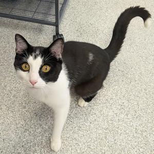 Jeff, adult, available for adoption