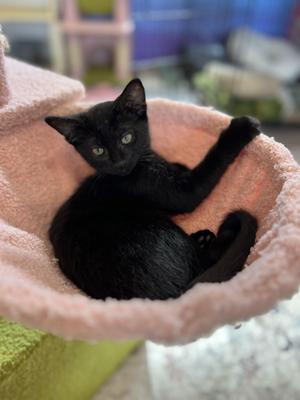 Flower, young, available for adoption