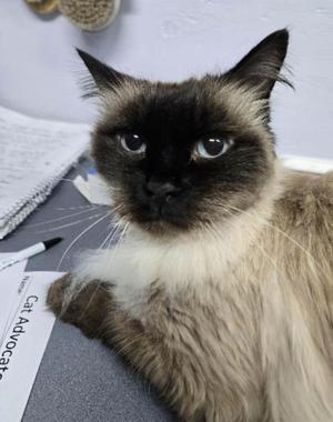 Hyacinth, senior, available for adoption