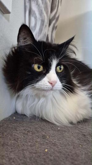Dee, young, available for adoption
