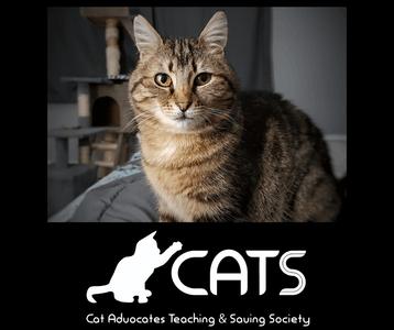 Cat Advocates Teaching Saving Society