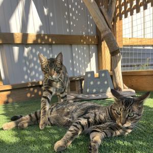 Shadow & Tiger (Bonded Pair), young, available for adoption