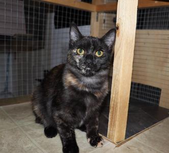 Grumpy, young, available for adoption
