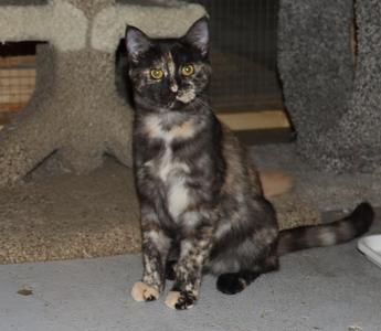 A tortoiseshell cat sitting on a concrete floor, with a mix of black, brown, and cream fur, and bright yellow eyes.