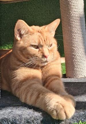 Cheddar, adult, available for adoption