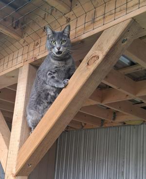 A gray cat sitting on a wooden beam under a structure.