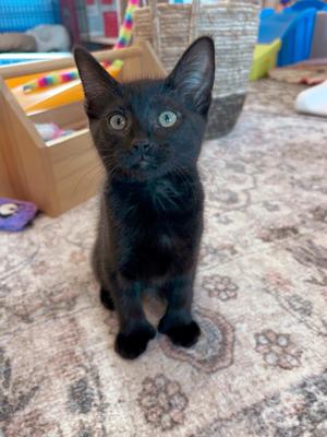 Bambi, young, available for adoption